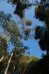 Fototapeta premium Phitsanulok Thailand January 25 2023 Wat Pa Phuhin Rong kla, Ban Rong Kla, Phu Hin Rong Kla National Park.