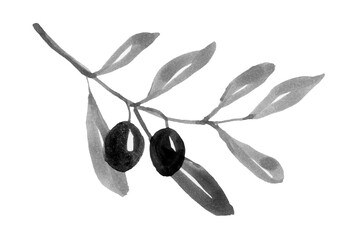 Olive tree isolated. Black and white engraved ink art. Full name of the plant: Branches of an olive tree. Watercolor olive tree for background, texture, wrapper pattern, frame or border.