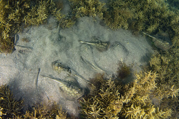 Nursery of Stingray in the sand underwater in th Sea of Cortez, Mexico