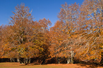View of foliage in the forest of Monti Simbruini during autumn season in Lazio, Italy