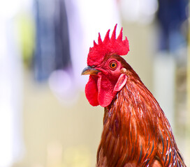 Close-up of Rooster, cock © Kiran