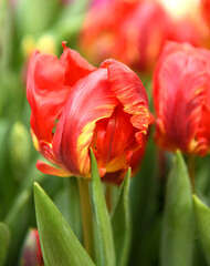 Double Rococo Parrot Tulips, large double flowers in cardinal-red with purple and green feathering