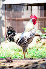 Close-up of Rooster, cock