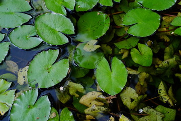 water lilies in the pond