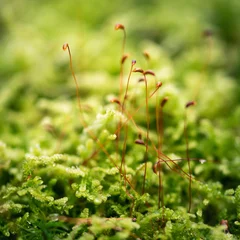 Foto auf Alu-Dibond red and green mos winter macro © Evelien