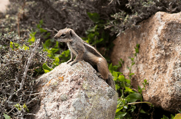 squirrel on a rock