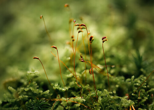 red and green mos winter macro