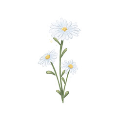 Daisy Flower Watercolor Isolated