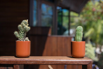 cactus houseplant in pot on wooden table. home decor