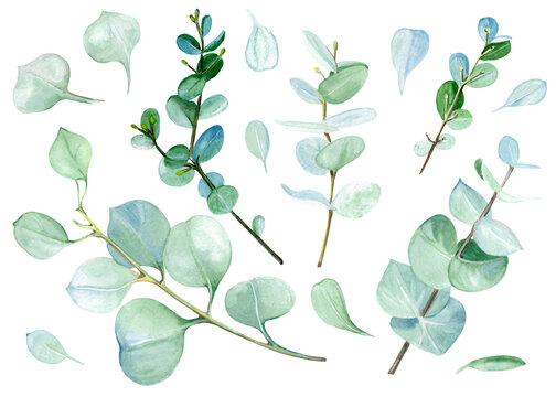 Set of watercolor illustrations - collection of eucalyptus, green leaves, for wedding stationery design, congratulations, wallpaper, fashion, background