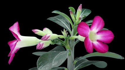 Time lapse of opening beautiful Adenium flower (or Desert Rose, Impala Lily, Sabi Star, Japanese Frangipani) isolated on black background
