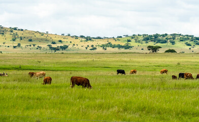 beef cattle herd grazing in a field on a farm in Kwazulu Natal, South Africa