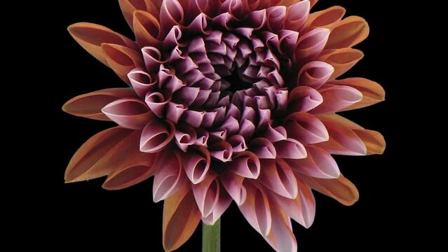 Time lapse of growing and opening beautiful orange Dahlia flower in RGB + ALPHA matte format isolated on black background
