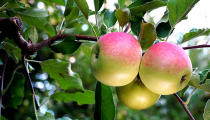 picture of a Ripe Apples in Orchard ready for harvesting,Morning shot