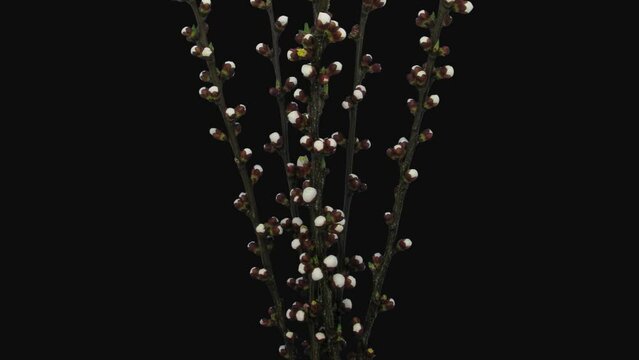 Time lapse of blooming bouquet of Apricot (or Prunus armeniaca) branches with ALPHA transparency channel isolated on black background
