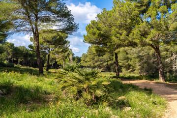 Wandern von der Cala Mesquida zur Cala Agulla | Baleareninsel Mallorca | Spanien | Espana
