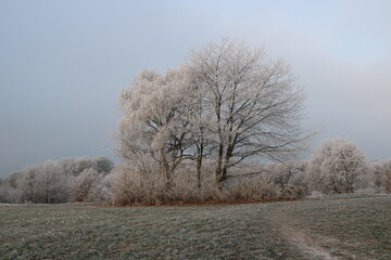 Obraz na płótnie Canvas Zauberhafte Naturlandschaft im Winter mit Raureif auf Bäumen und Wies früh morgens zur blauen Stunde