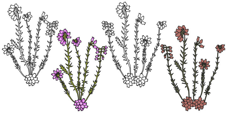 Set of Erica Tetralix Plant line art Cross-leaved heath Flower Tattoo style Illustration