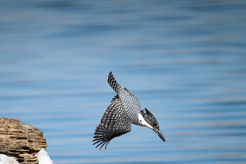 a crested kingfisher is fishing into water