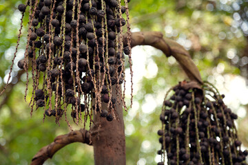 Bunch of black ripe acai berries hanging from a palm tree. Acai grape-like fruit growing in...