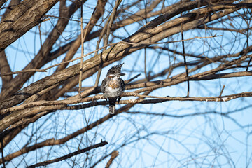 crested kingfisher on a tree