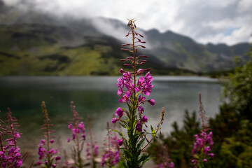 flowers in the mountains