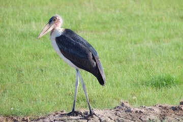 billed stork