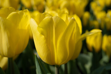yellow tulips in the garden
