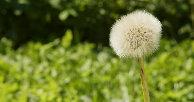 Dandelions bloom in spring. Green natural background. Close-up of the fluffy white top of a dandelion in green grass