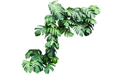collection of monstera leaves or plants that growth wild in tropical forests. © ContributorArtist