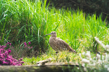 Curlew sits in the green grass