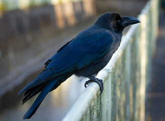 東京・杉並区のカラス