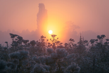 Beautiful misty sunrise landscape. Autumn morning fog at the wildflowers meadow with the rising sun in pink tones.