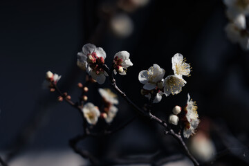 静かに咲く梅の花