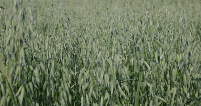 A close-up view of dense immature oats as the wind blows.