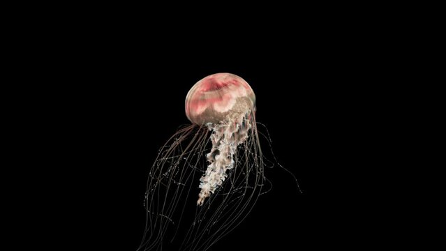 4K. blue fluorescent jellyfish swimming in deep ocean. transparent glowing jellyfish underwater shot moving in the water. marine life wallpaper background, isolated on black with alpha