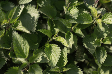 Nettle with fluffy green leaves.  Bush of stinging-nettles. Nettle leaves. Top view. Botanical pattern. Greenery common nettle. Green leaves background. 