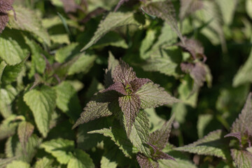 Pink deaf nettle on a natural meadow. Pink or deaf nettle. Bush of green deaf nettle growing in the garden. 