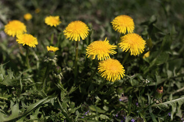 Yellow dandelion flower in green grass. Meadow with yellow dandelions on a sunny day. Blooming spring meadow. Close-up. Dandelion plant with a fluffy bud. Spring time concept with blooming dandelion.