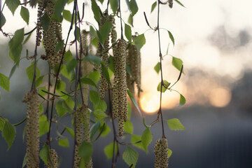Close-up of birch chains.
Birch buds in spring, on a branch, natural background. Earrings with yellow birch buds on the background of the sunset.