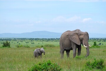 Naklejka na ściany i meble mother and baby elephant 