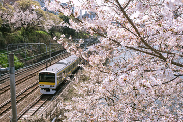 東京の外堀沿いを走る電車と桜の花　Cherry blossoms and train running along Sotobori Moat in Tokyo, Japan