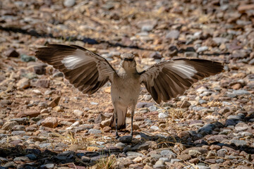 Mockingbird on the ground spreading wings facing the camera