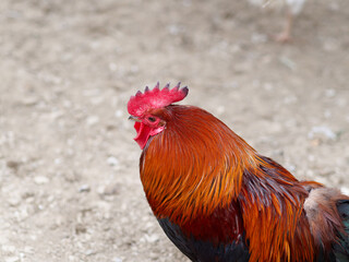 Rhode Island Red rooster with brown and black plumage