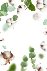 Flying cotton flowers, green twigs of eucalyptus isolated on white background. With clipping path....