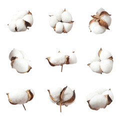 Different cotton flowers isolated on white background. With clipping path. Delicate white cut out fluffy cotton. Collection of cotton plants. Composition of flowers for design, template, mockup - obrazy, fototapety, plakaty