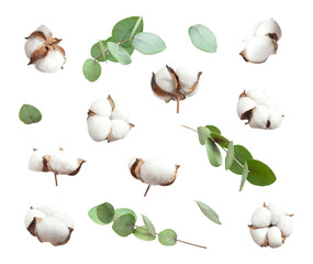 Flying cotton flowers, green twigs of eucalyptus isolated on white background. With clipping path. Floral background with cut out fluffy cotton. Flowers composition, greeting card, mockup - obrazy, fototapety, plakaty