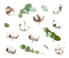 Flying cotton flowers, green twigs of eucalyptus isolated on white background. With clipping path. Floral background with cut out fluffy cotton. Flowers composition, greeting card, mockup