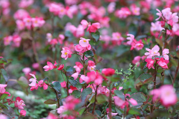 a pink begonia, flowers blossoming in the park.