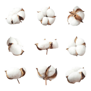 Different cotton flowers isolated on white background. With clipping path. Delicate white cut out fluffy cotton. Collection of cotton plants. Composition of flowers for design, template, mockup